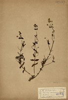 藏品(巒大當藥)的圖片